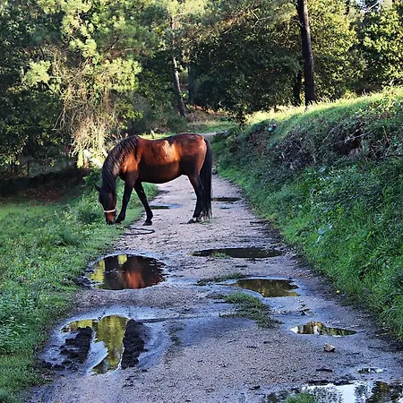 Aloia Nature, Forestal Apartmán